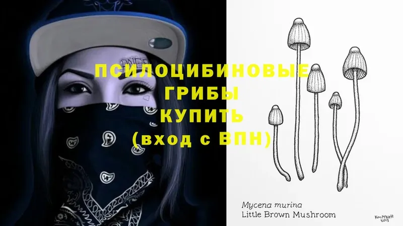 Псилоцибиновые грибы Psilocybine cubensis  mega tor  Балей 